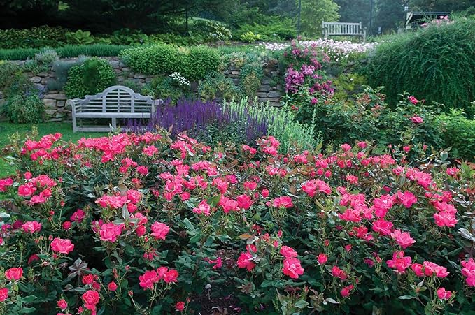 Knock Out Roses - Rosa Knock Out (Rose) Rose, red flowers, #2 - Size Container