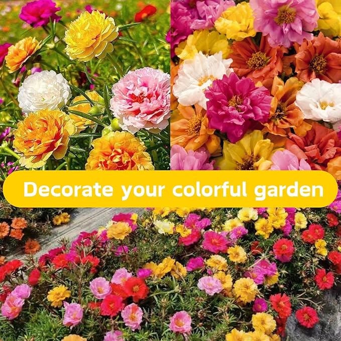 20000+ Double Moss Rose Seeds for Planting - Annual Portulaca Flower Seeds to Plant Outside, Mexican Rose, Sun Rose, Rock Rose, 4 Seasons 5 Grams