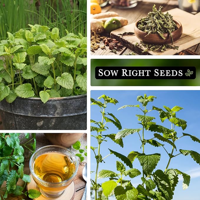 Sow Right Seeds - Lemon Balm Seeds for Planting - Non-GMO Heirloom Packet with Instructions - Easy to Grow Herb Garden - Aromatic Herb and Great for Herbal Teas - Perennial Mint Relative (1)