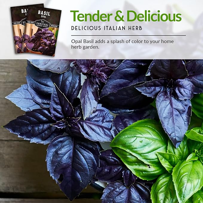Survival Garden Seeds - Opal Basil Seed for Planting - 3 Packs with Instructions to Plant and Grow Delicious & Unique Purple Basil Herb Plants in Your Home Vegetable Garden - Non-GMO Heirloom Variety