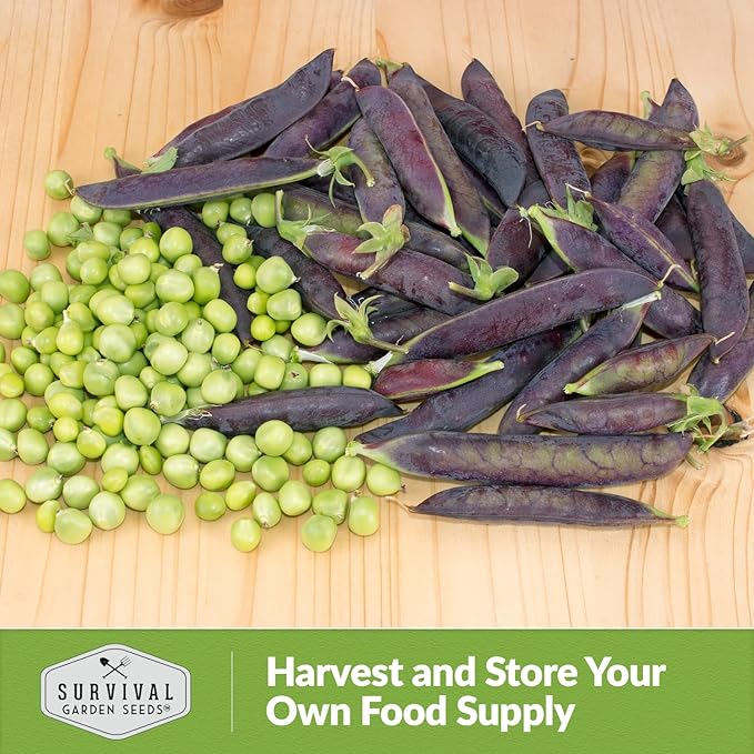 Desiree Pea Seed for Planting - 2 Packets with Instructions to Plant and Grow Delicious Purple-Podded Snap Peas in Your Home Vegetable Garden - Non-GMO Heirloom Variety - Survival Garden Seeds