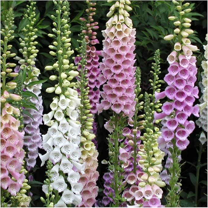 Seed Needs, Mixed Gloxiniaeflora Foxglove Seeds for Planting - Heirloom & Open Pollinated Biennial Flowers - Perfect for Butterfly Gardens & Insectaries (5 Packs)