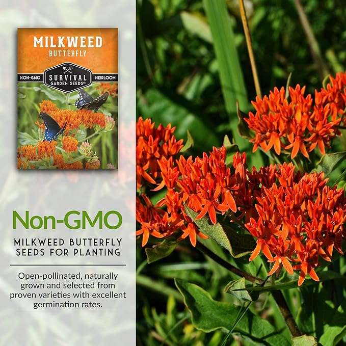 Butterfly Milkweed Seeds for Planting - 5 Packs with Instructions to Grow Asclepias Tuberosa - Attract Butterflies & Help Conservation - Non-GMO Heirloom Open-Pollinated - Survival Garden Seeds