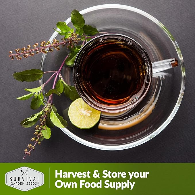 Survival Garden Seeds - Holy Basil Seed for Planting - 5 Packs with Instructions to Plant and Grow The Indian Sacred Herb Tulsi in Your Home Vegetable Garden - Non-GMO Heirloom Variety - Plant Seed