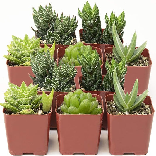 Shop Succulents | Haworthia Collection | Assortment of Hand Selected, Fully Rooted Alluring Miniature Aloe Live Indoor Succulent Plants, 10-Pack, Mix