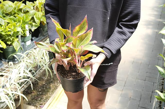 Aglaonema Potting Mix - Promote Strong Roots and Vibrant Foliage with Our Premium Blend - 4 Quart, MAIN-AGLAONEMA-4QT
