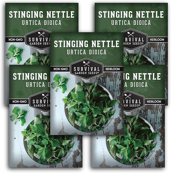Stinging Nettle Seed for Planting - 5 Packets with Instructions to Plant and Grow Medicinal Herb Common Stinging Nettle in Your Home Herb Garden - Non-GMO Heirloom Variety - Survival Garden Seeds