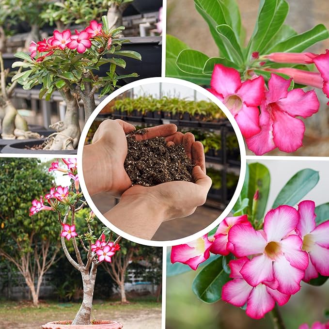 Desert Rose Potting Soil Mix (8 Quarts), Hand Blended Small Batch Soil Blend for Desert Rose Plant