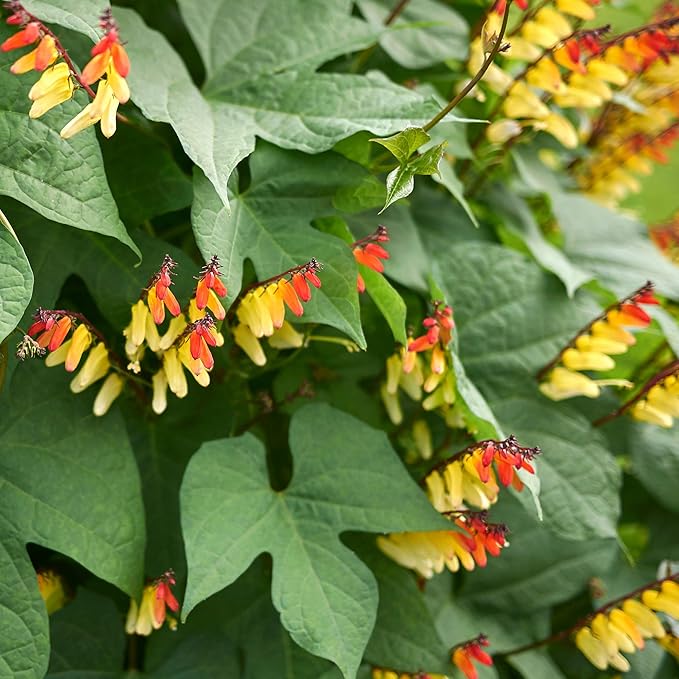 Outsidepride 200 Seeds Perennial Mina Lobata Firecracker Flowering Vine Seeds for Planting