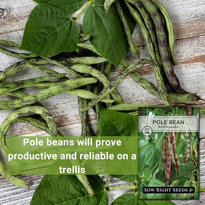Sow Right Seeds - Rattlesnake Pole Bean Seeds for Planting - Non-GMO Heirloom Packet with Instructions to Plant an Outdoor Home Vegetable Garden - Stringless Variety - Tender with Purple Streaks (2)