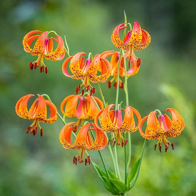 Turk's Cap Lily Seeds Lilium Superbum Elegant and Distinct Appearance Hardy Perennial Plant Low-Maintenance Attractive to Pollinators for Garden Beds, Borders Outdoor 25Pcs by YEGAOL Garden