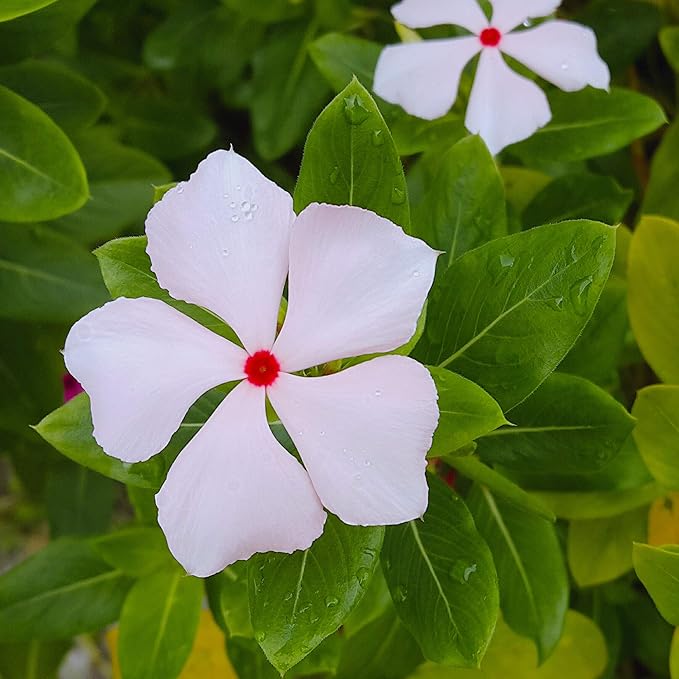 Outsidepride 2000 Seeeds Annnual Vinca Periwinkle Bright Eyes Ground Cover & Flower Seed for Planting
