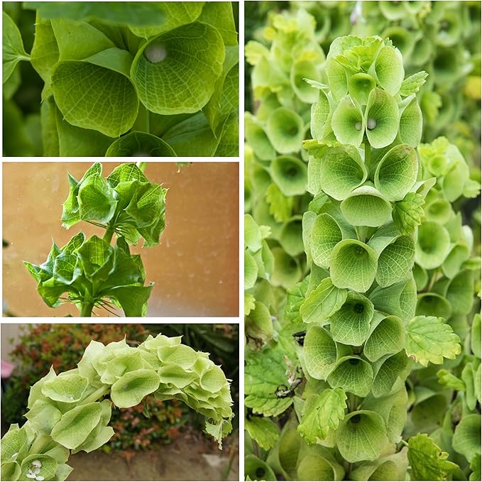 Seed Needs, Bells of Ireland Seeds - 400 Heirloom Seeds for Planting Molucella laevis - Green Bell Shaped Flowers, Perfect as a Cut Flower, Attracts Pollinators (5 Packs)