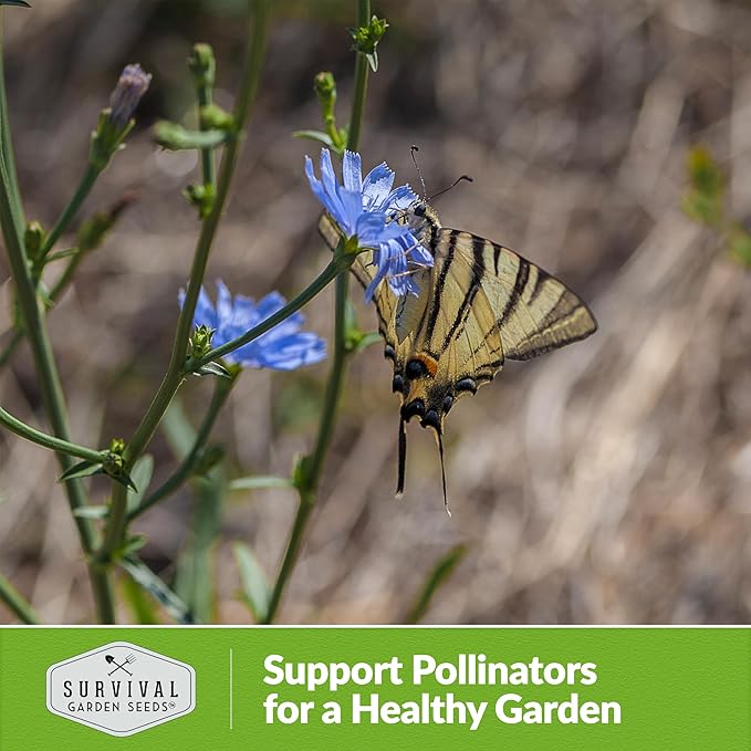 Root Chicory Seed for Planting - 5 Packets with Instructions to Plant and Grow Coffee Chicory in Your Home Vegetable Garden - Non-GMO Heirloom Variety - Survival Garden Seeds