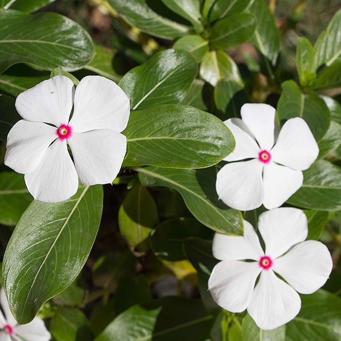 Outsidepride 2000 Seeeds Annnual Vinca Periwinkle Bright Eyes Ground Cover & Flower Seed for Planting