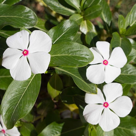 Outsidepride 2000 Seeeds Annnual Vinca Periwinkle Bright Eyes Ground Cover & Flower Seed for Planting