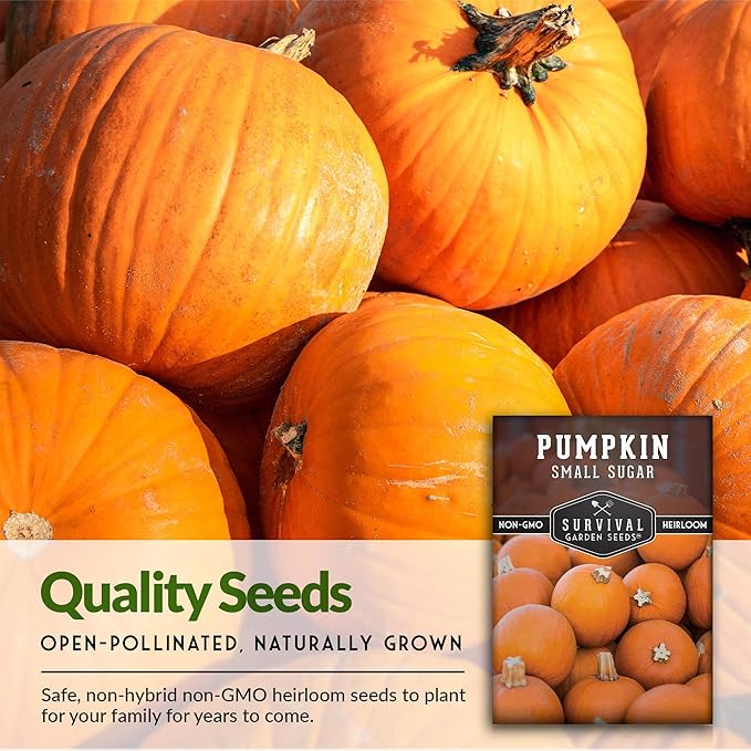 Survival Garden Seeds - Small Sugar Pumpkin Seed for Planting - 3 Packs with Instructions to Plant and Grow Pie Pumpkins in Your Home Vegetable Garden - Non-GMO Heirloom Variety