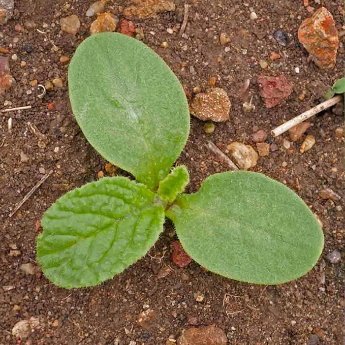 Seed Needs Blue Borage Seeds for Planting - Heirloom, Non-GMO & Untreated - Blue Star Flowers to Attract Bees, Butterflies & Other Pollinators (5 Packs)