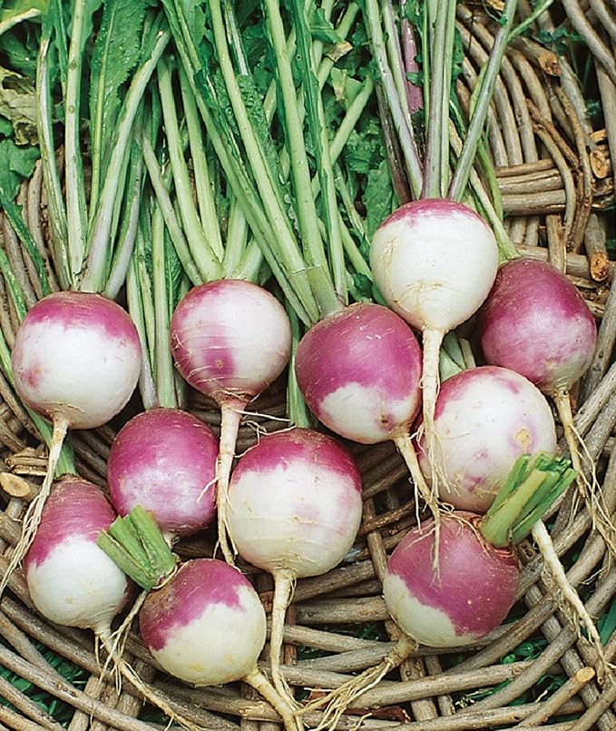 Burpee Purple Top White Globe Turnip Seeds 5000 seeds