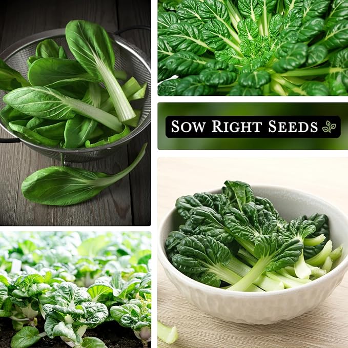 Sow Right Seeds - Black Knight Tat SOI Seeds for Planting - Non-GMO Heirloom Packet with Instructions to Plant a Home Vegetable Garden - Chinese Mustard Greens for Cooking - Dark Leafy Green (2)