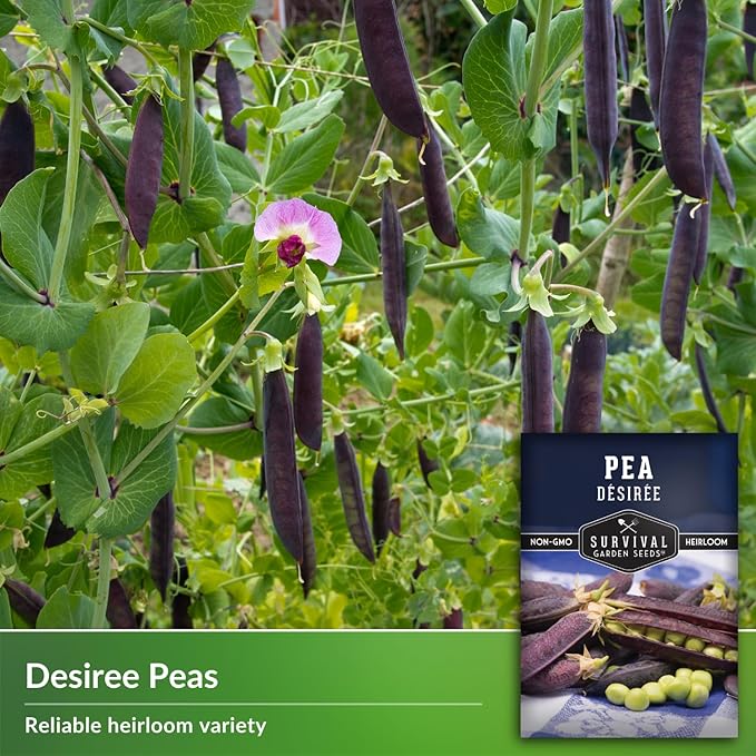 Desiree Pea Seed for Planting - 5 Packets with Instructions to Plant and Grow Delicious Purple-Podded Snap Peas in Your Home Vegetable Garden - Non-GMO Heirloom Variety - Survival Garden Seeds