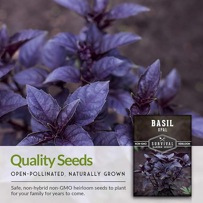 Survival Garden Seeds - Opal Basil Seed for Planting - 5 Packs with Instructions to Plant and Grow Delicious & Unique Purple Basil Herb Plants in Your Home Vegetable Garden - Non-GMO Heirloom Variety