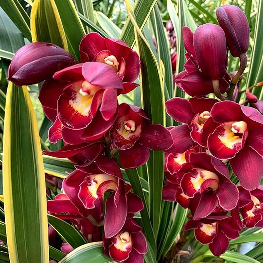 CHUXAY GARDEN Rare Red Cymbidium Orchid Seed 100 Seeds Ornamental Flowering Plant Houseplant Greenhouse Conservatory Plants Extremely Decorative