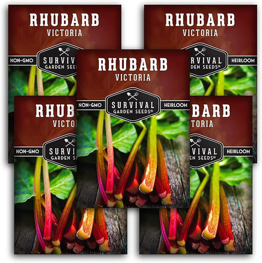Survival Garden Seeds - Victoria Rhubarb Seed for Planting - 5 Packets with Instructions to Plant and Grow Cold-Tolerant Perennial Spring Vegetables in Your Home Garden - Non-GMO Heirloom Variety
