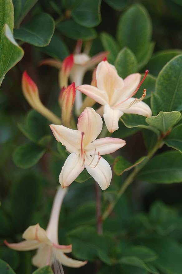 Azalea 'Lemon Drop' (Swamp Azalea) Shrub, pale yellow flowers, #2 - Size Container