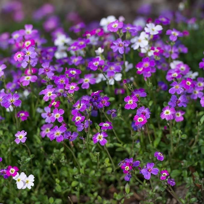 CHUXAY GARDEN Malcolmia Maritima-Virginia Stock 4000 Seeds Popular Annual Striking Landscaping Plant Low-Maintenance