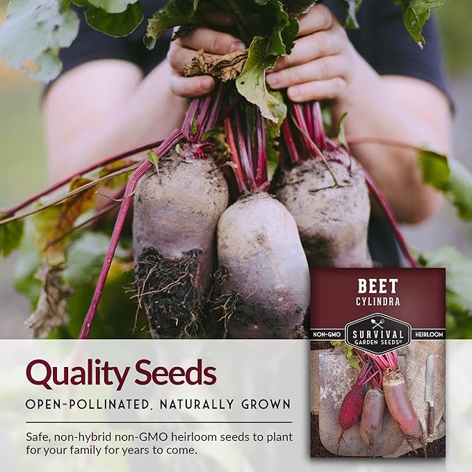 Survival Garden Seeds - Cylindra Beet Seed for Planting – Packet with Instructions to Grow Dark Red Beets in Your Home Vegetable Garden - Non-GMO Heirloom Variety