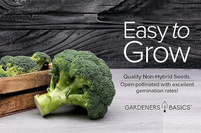 Gardeners Basics, Broccoli Seeds for Planting is A Great Heirloom, Non-GMO Vegetable Variety- 1 Gram Seeds Great for Outdoor Spring, Winter, and Fall Gardening