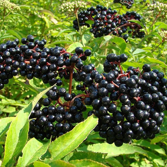 YEGAOL Garden Elderberry Seeds 100Pcs Fruit Seeds Sambucus Nigra Shrub Woody Perennial Non-GMO Home Garden Backyard Plant