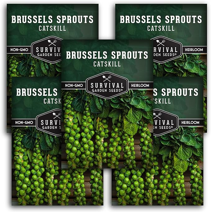 Survival Garden Seeds - Catskill Brussels Sprouts Seed for Planting - 5 Packs with Instructions to Plant and Grow Tasty Cruciferous Vegetables in Your Home Vegetable Garden - Non-GMO Heirloom Variety