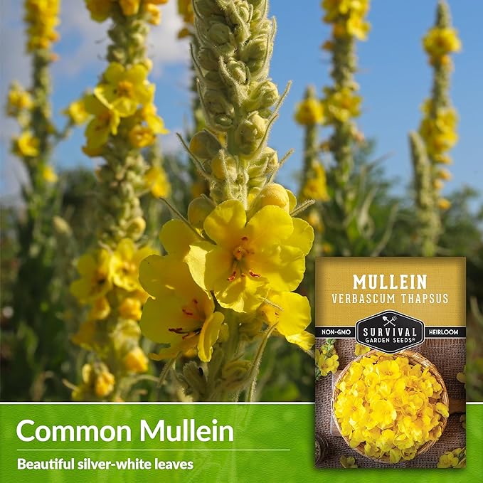 Mullein Seed for Planting - 3 Packets with Instructions to Plant and Grow Medicinal Herb Common Mullein in Your Home Vegetable Garden - Non-GMO Heirloom Variety - Survival Garden Seeds