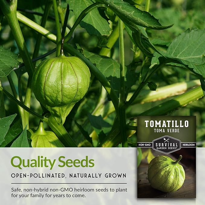 Survival Garden Seeds - Toma Verde Tomatillo Seed for Planting - 3 Packs with Instructions to Plant & Grow Green Salsa Vegetables in Your Home Vegetable Garden - Non-GMO Heirloom Variety