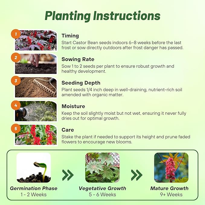Outsidepride 50 Seeds Annual Ricinus Communis Castor Bean Gibsonii Flower Seeds for Planting