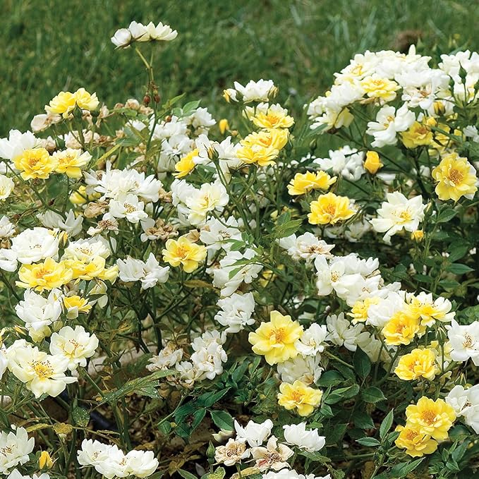 PERFECT PLANTS Lemon Drift Rose Bush 1 Gallon | Live Bushes for Outdoor Planting | Ground Cover Roses Stay Small | Bright Yellow Blooming Shrubs