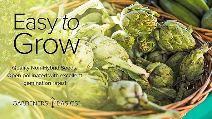 Gardeners Basics, Artichoke Seeds for Planting - Green Globe Non-GMO Perennial Vegetable Variety- 3 Grams Seeds Great for Summer Gardens