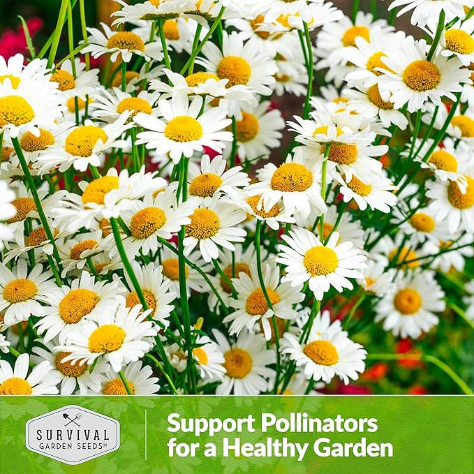 German Chamomile Seeds for Planting - 2 Packets with Instructions to Plant and Grow Matricaria chamomilla in Your Home Herb Garden - Non-GMO Heirloom Variety - Survival Garden Seeds
