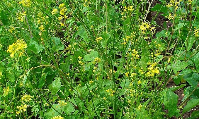 Seeds Vegetable Black Mustard - 500 Seeds