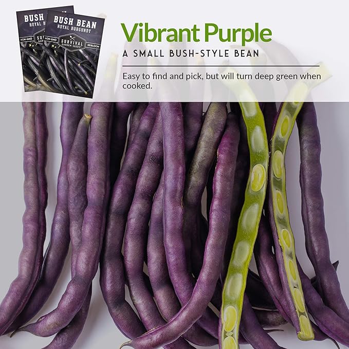 Survival Garden Seeds - Royal Burgundy Bean Seed for Planting - 5 Packs with Instructions to Plant and Grow Stringless Purple Bush Beans in Your Home Vegetable Garden - Non-GMO Heirloom Variety