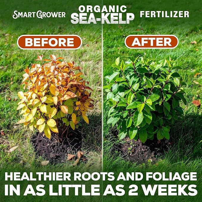 Organic Sea Kelp Fertilizer for Plants – Water-Soluble – Makes 200 Gallons – Kelp Meal Concentrate Plant Food – for Indoor Gardens, Hydroponics, Vegetables, Houseplants - Smart Grower - 8oz Bag
