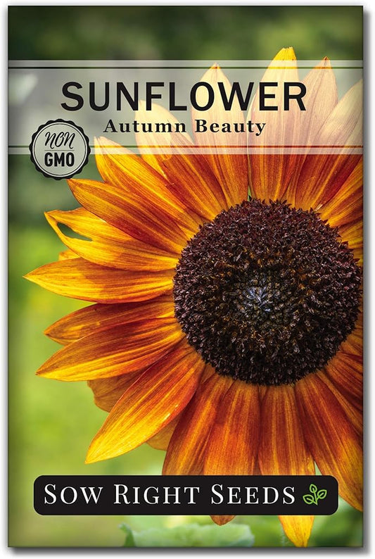 Sow Right Seeds - Autumn Beauty Sunflower Seeds for Planting - Beautiful Giant Flower to Plant - Non-GMO Heirloom Packet with Instructions - Maroon and Yellow Petals - Unique Summer Blooms (1)