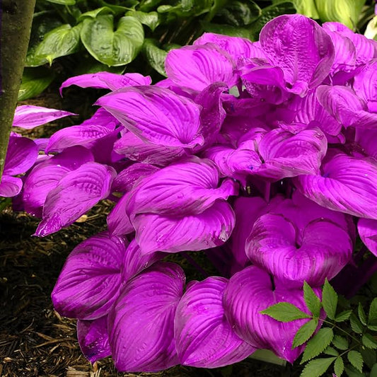 Purple Hosta Seeds - 200pcs Attract Pollinators Perennial Hosta Plants Ease of Planting Ideal for Shaded Gardens