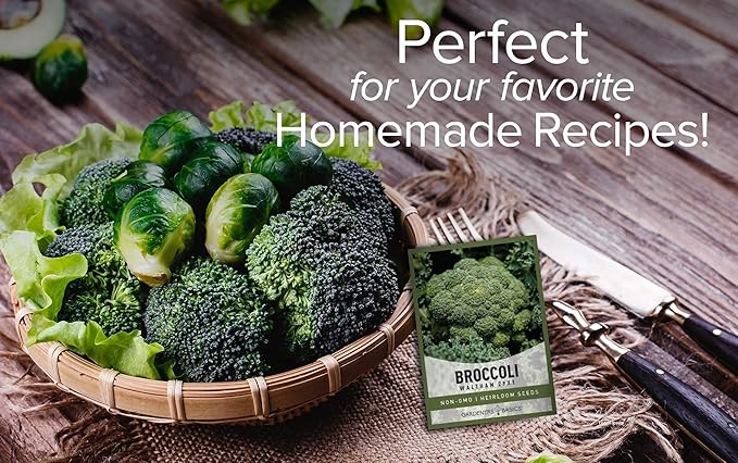 Gardeners Basics, Broccoli Seeds for Planting is A Great Heirloom, Non-GMO Vegetable Variety- 1 Gram Seeds Great for Outdoor Spring, Winter, and Fall Gardening