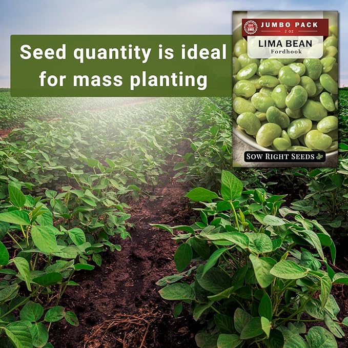 Sow Right Seeds - Bulk Fordhook Lima Bush Bean Seeds for Planting - 2 Ounce, 55 Seeds - Non-GMO Heirloom Jumbo Pack with Instructions to Plant an Outdoor Home Vegetable Garden - Bountiful Harvest