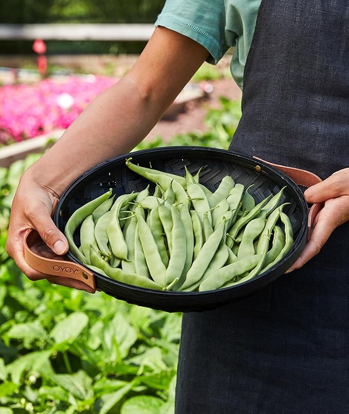 Burpee Early Italian Bush Bean Seeds 8 ounces of seed
