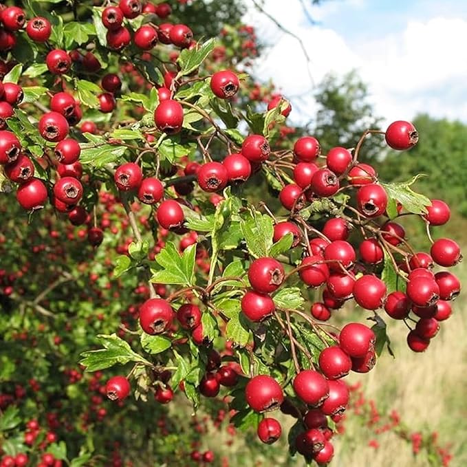 CHUXAY GARDEN 20 Seeds English Hawthorn Seeds for Planting Outdoors Heirloom Crataegus Laevigata Seed Deciduous Shrub Hawthorn Tree Plant Edible Sweet Fruit