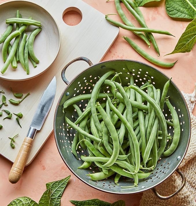 Burpee Blue Lake 274 Bush Bean Seeds 2 ounces of seed